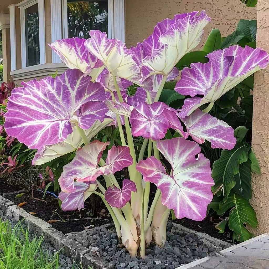 Rare Coleus seeds, ideal for perennial shade garden ornamental foliage
